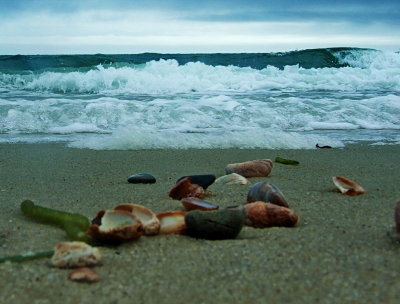 shells