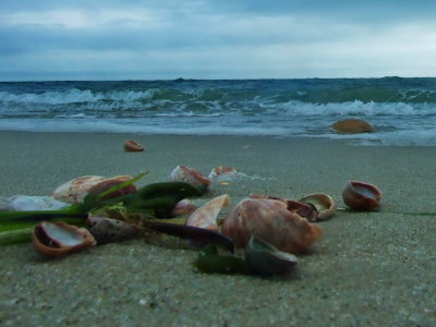 shells