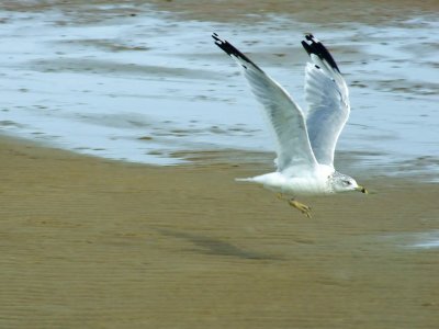 gull in motion