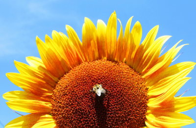 sunflower and bee