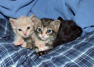 kittens 6.1.12