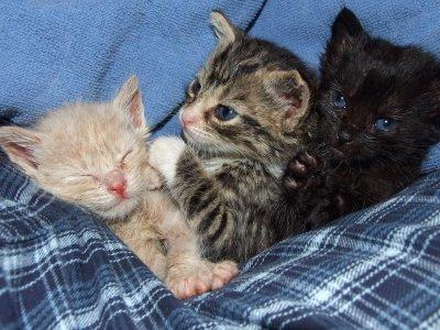 kittens 6.1.12