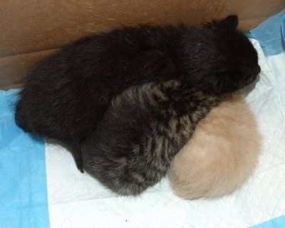 kittens 5.23.12