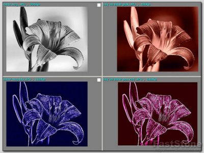 Four color Lilies.jpg