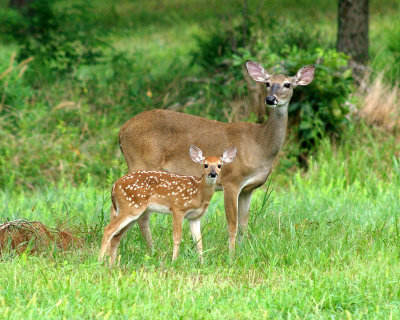 1-fawn doe 89-.JPG