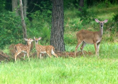 2-fawn lick doe 74.JPG