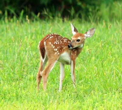 Fawn 52.JPG