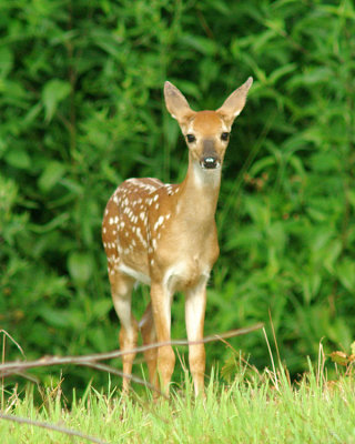fawn 99 a em.JPG