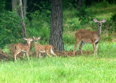 Doe  twins lick.JPG