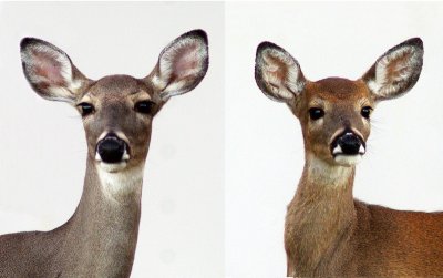 Doe-Mom  Daughter.JPG