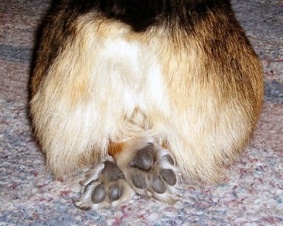 Molly butt.jpg