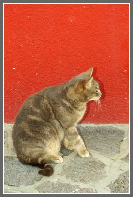 Les chats de Burano  109.