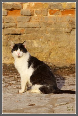 Les chats de Venise 110.