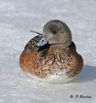 American wigeon