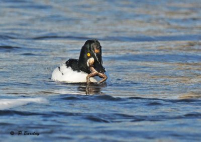 Common goldeneye (m): SERIES