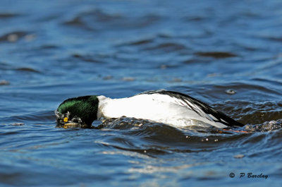 Common goldeneye (m)