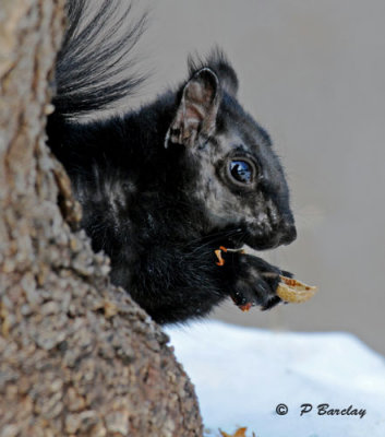 Eastern gray squirrel (black form)