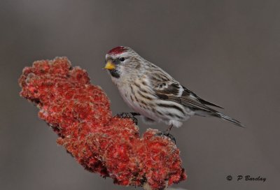 Common redpoll (f)