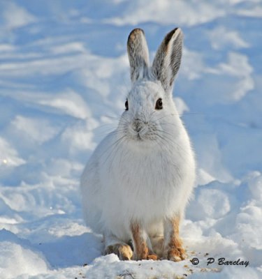 Snowshoe hare