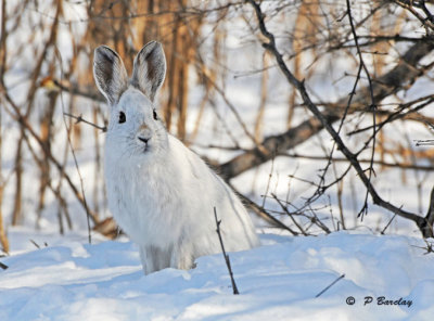 Snowshoe hare