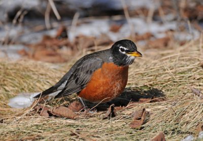 American robin