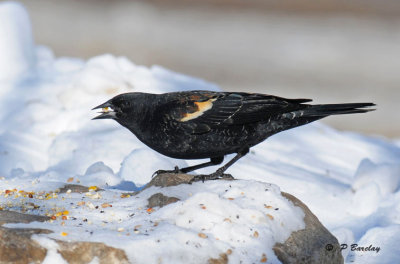 Red-winged blackbird