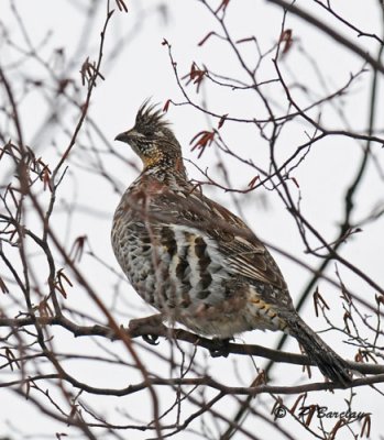 Ruffed grouse:  SERIES