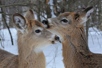 White-tailed deer