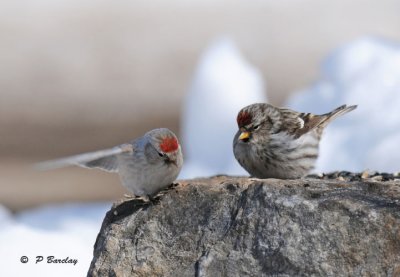 Redpolls