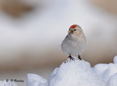 Common redpoll (leucistic): SERIES