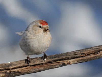 Common redpoll (leucistic?):  SERIES