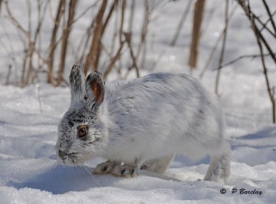 Snowshoe hare