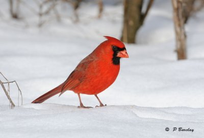 Northern cardinal:  SERIES