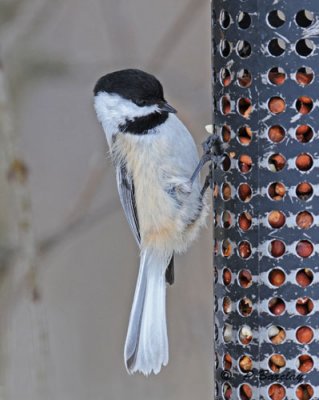 Black-capped chickadee