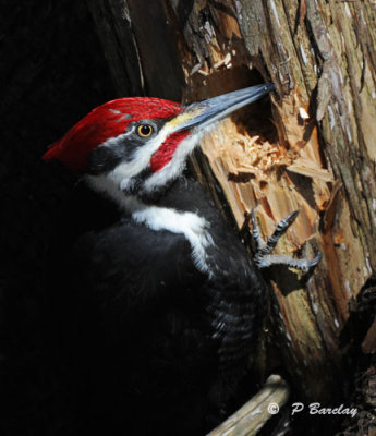 Pileated woodpecker (m)