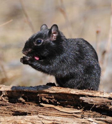 Eastern chipmunk (melanistic)