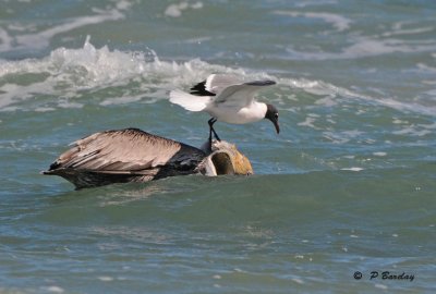 Brown pelican & Laughing gull:  SERIES