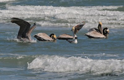 Brown pelicans