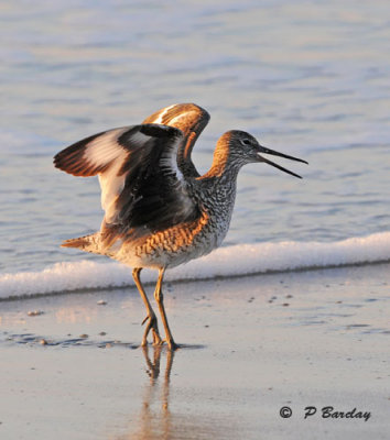 Willet