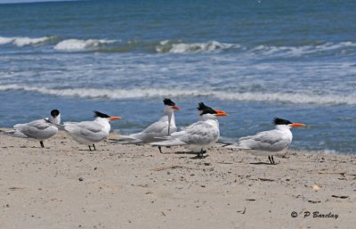 Royal terns