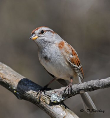 American tree sparrow