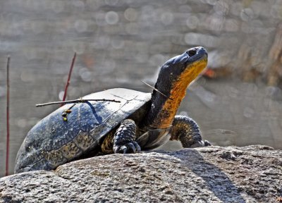 Blanding's turtle