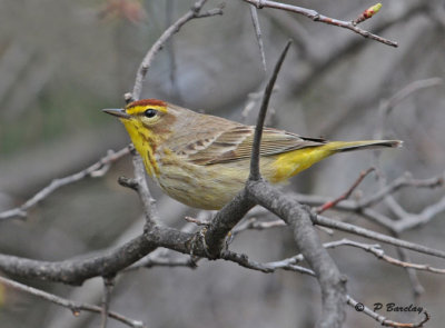 Palm warbler