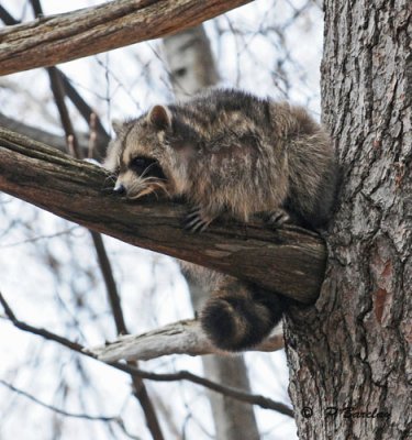 Raccoon