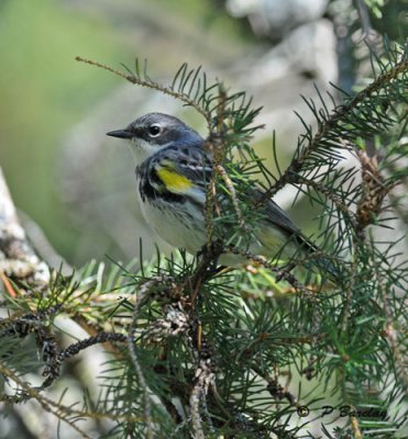 Yellow-rumped warbler