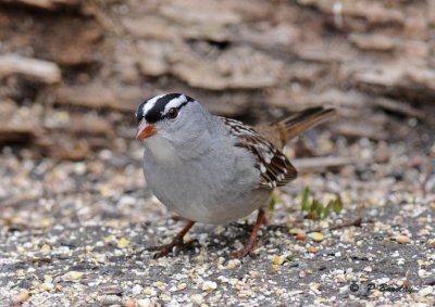 White-crowned sparrow