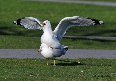 Ring-billed gulls