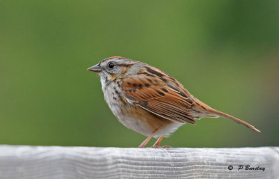 Swamp sparrow