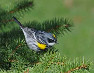 Yellow-rumped warbler