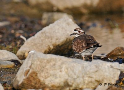 Killdeer